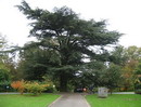 Cedrus atlantica
